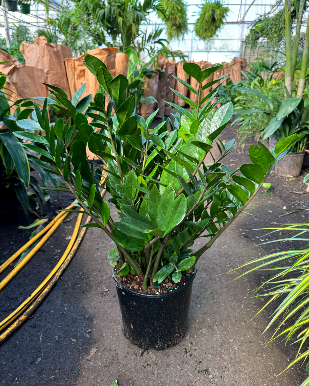 ZZ Plant 'Zamioculcas zamiifolia'