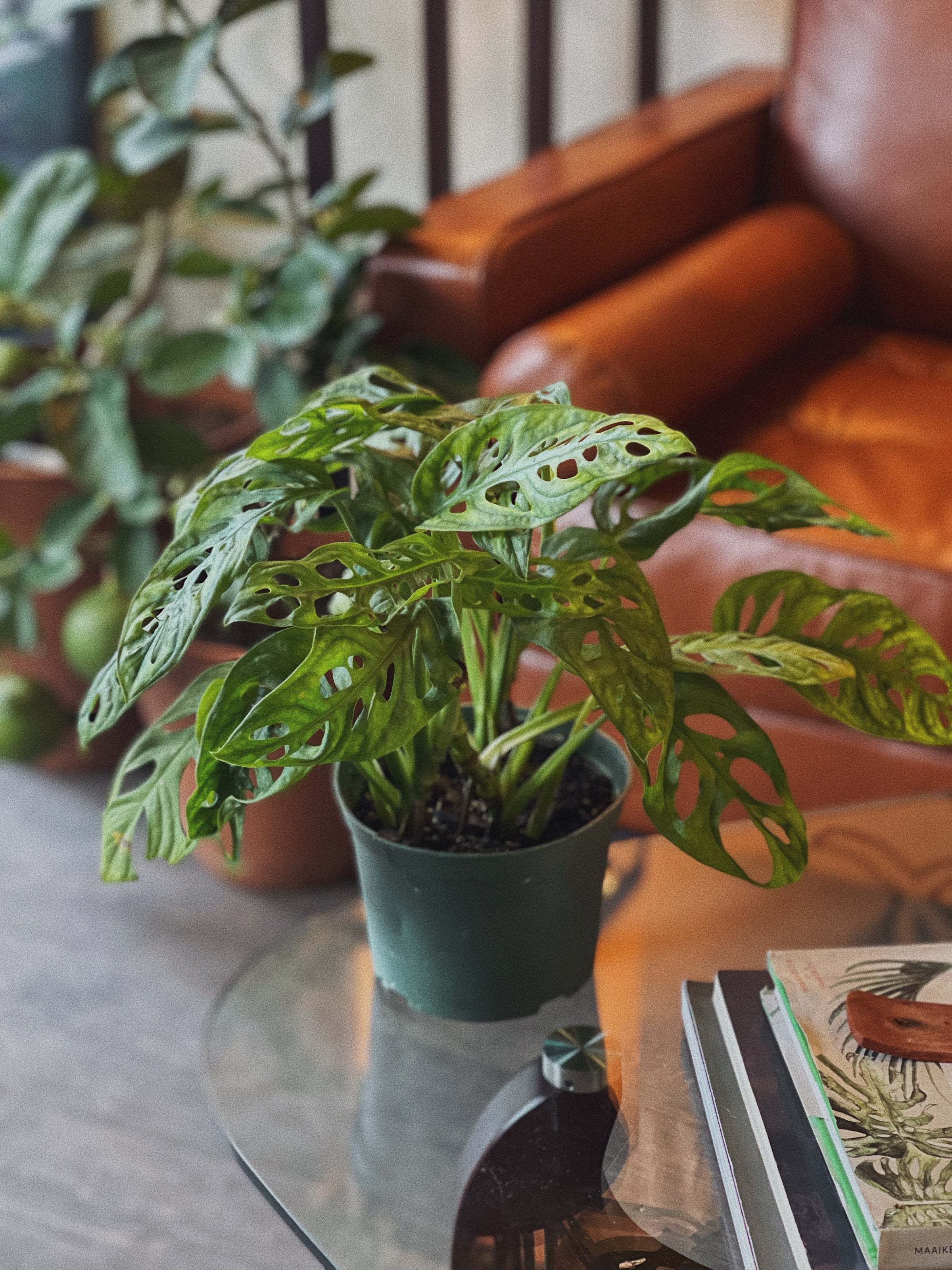 Monstera Adansonii (Swiss Cheese Plant) | Terrace Plant Shop