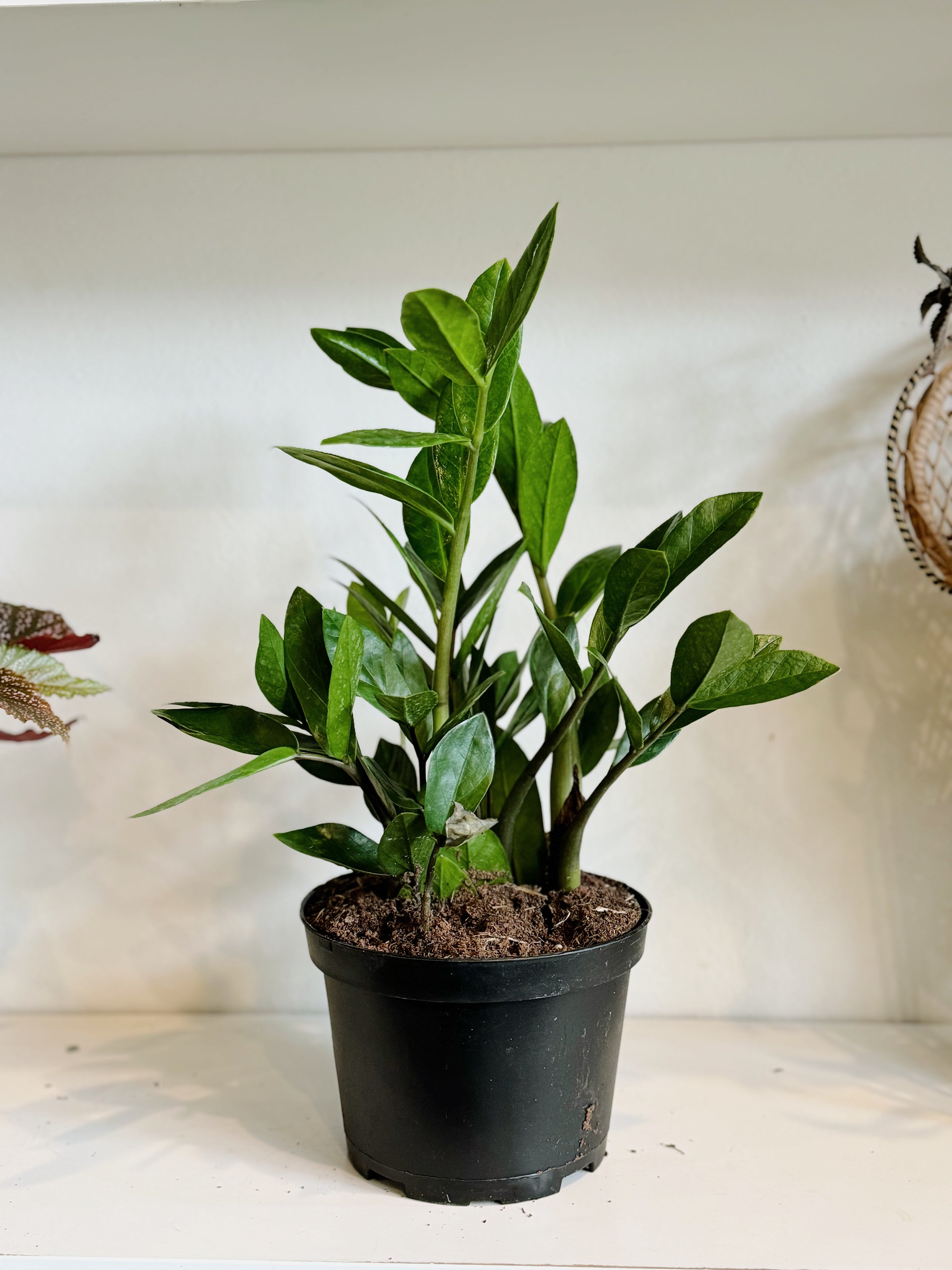 14 inch plastic plant pots 14 Inch Large Plastic Kairi Pot for Plants & Flowers main image 0