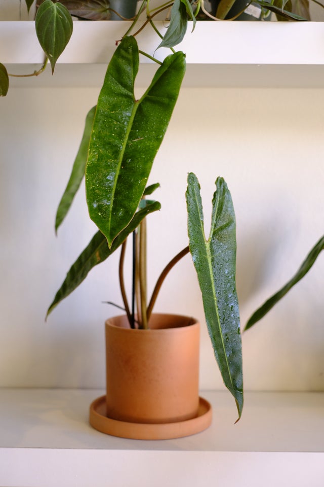 green plant☆様ご依頼用 Amazon.com: Tweandar Audrey 2 Piranha Plant Building Block Set