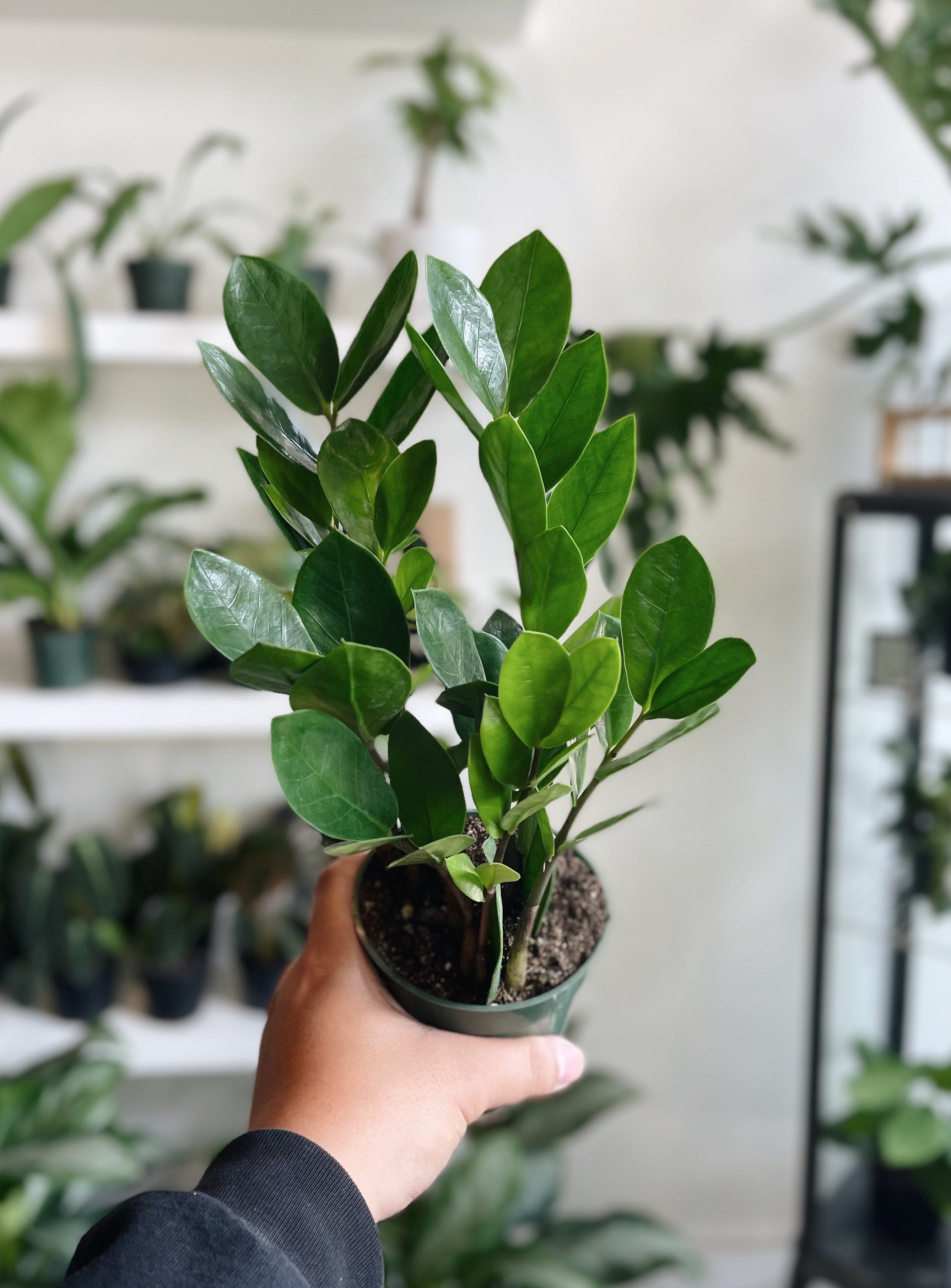 セボンスター　植物 ZZ Plant 'Zamioculcas zamiifolia' | Terrace Plant Shop
