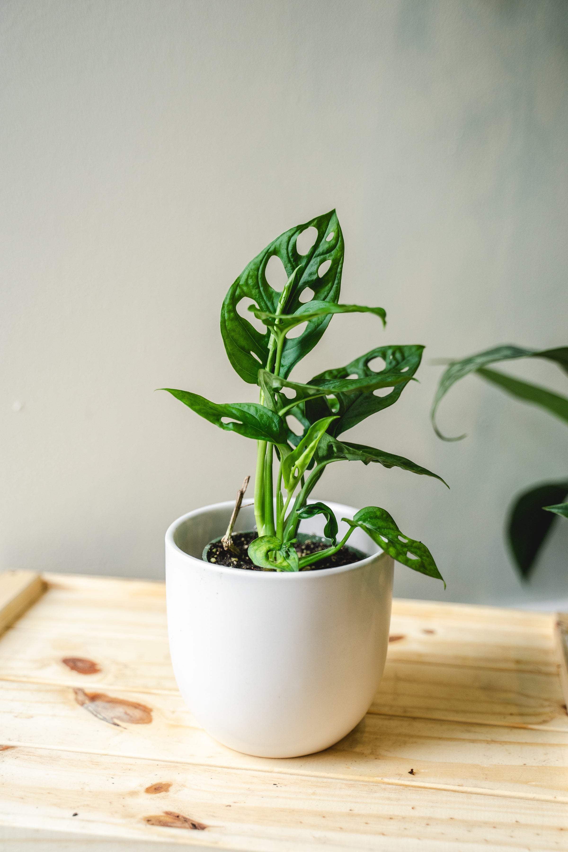 monstera thai constellation kaufen holland Monstera Thai Constellation – Foliage Dreams