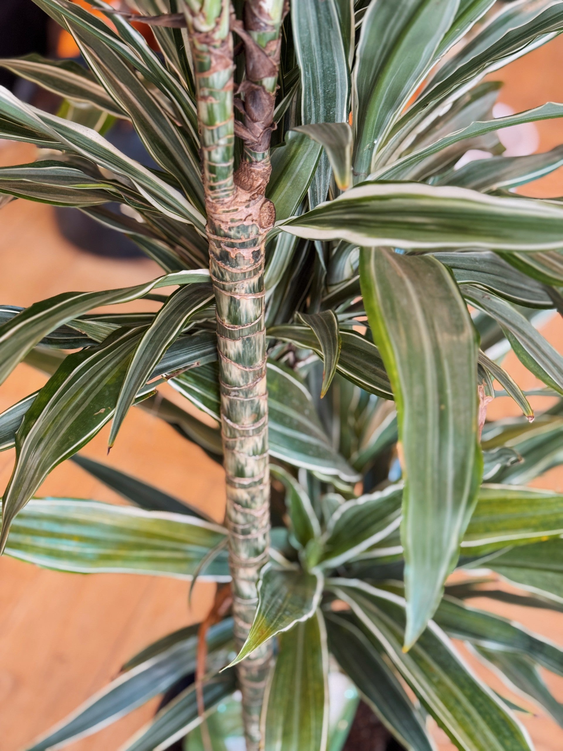 Dracaena Warneckii | Terrace Plant Shop
