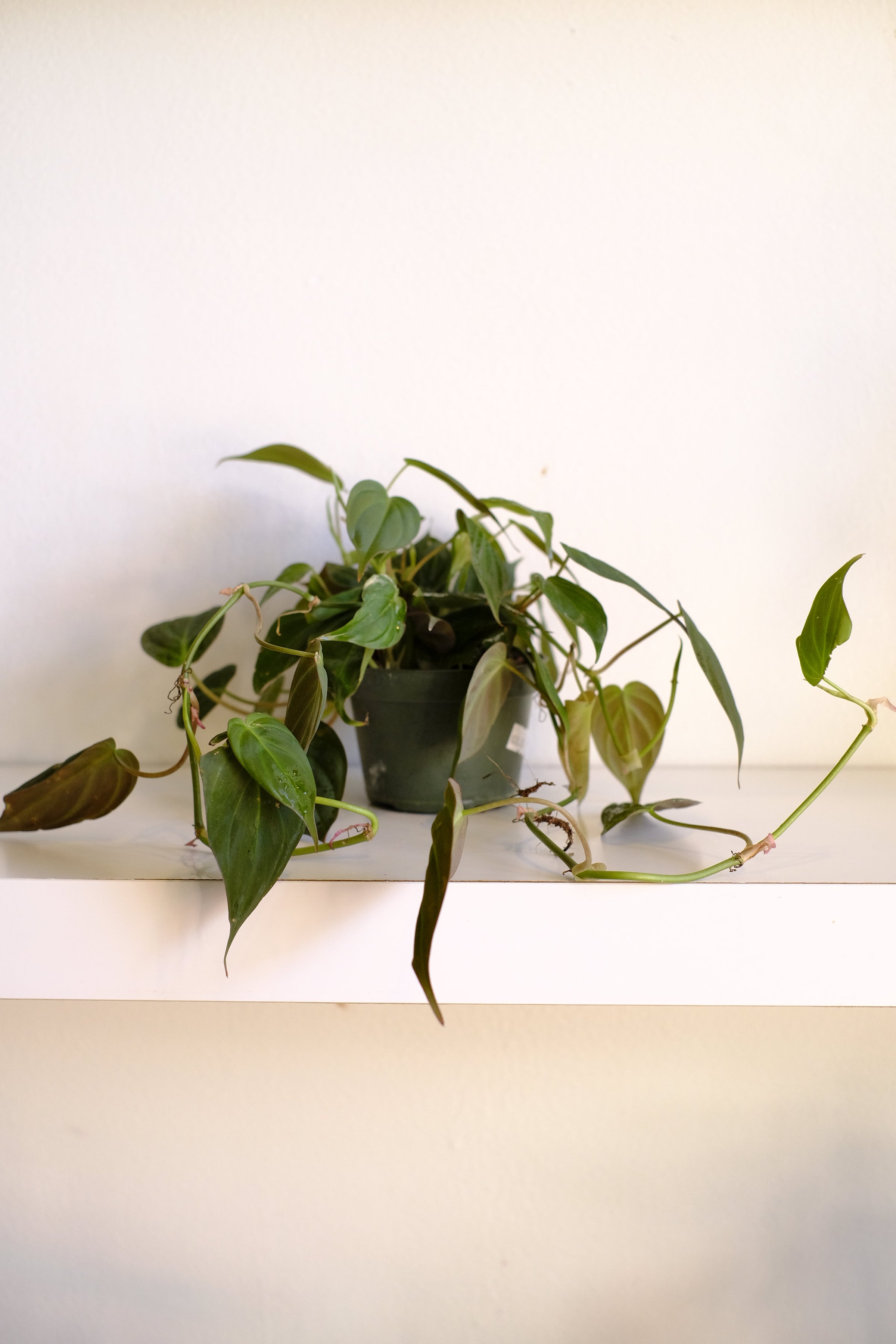 Philodendron micans | Terrace Plant Shop